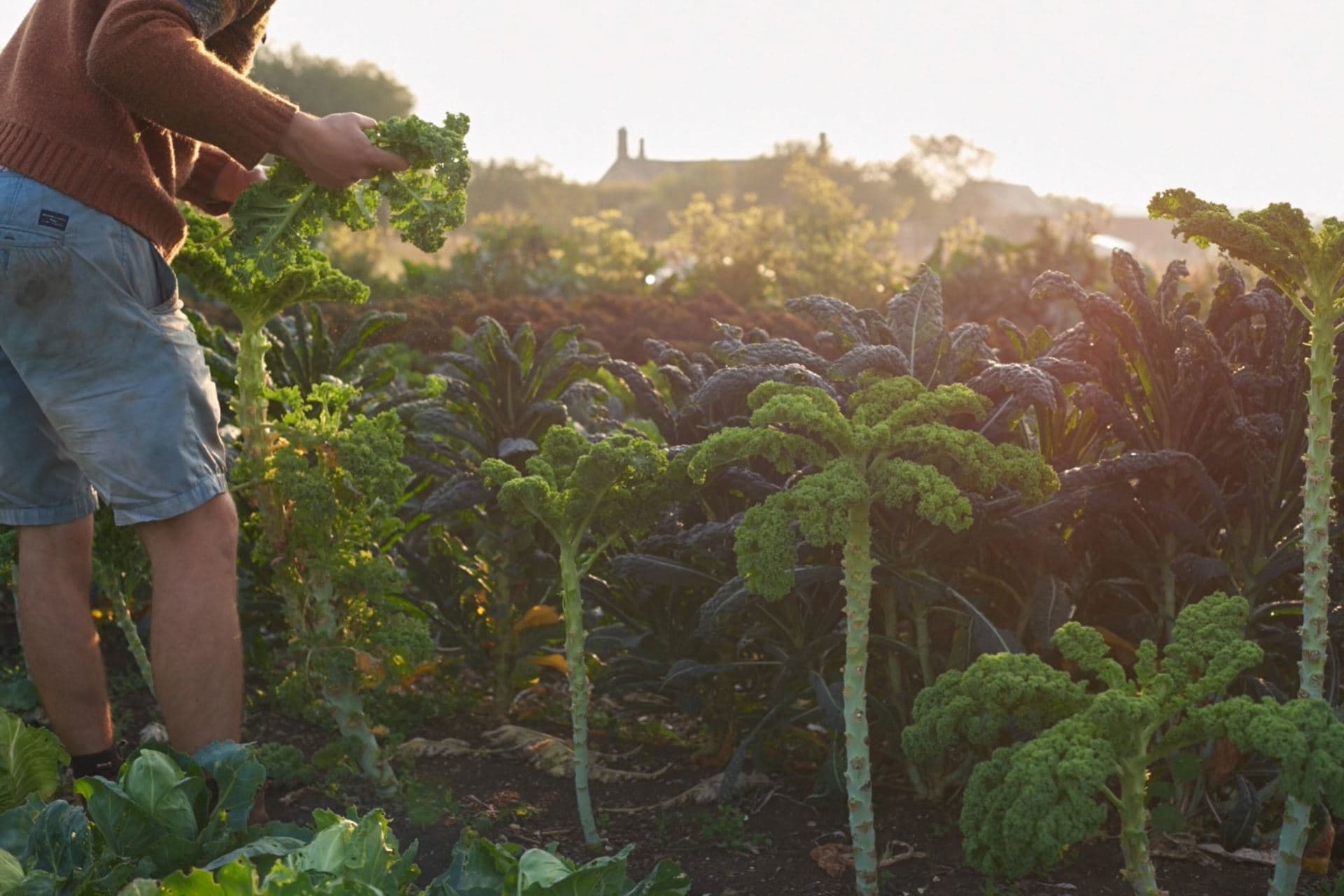 Cotswold Market Garden
